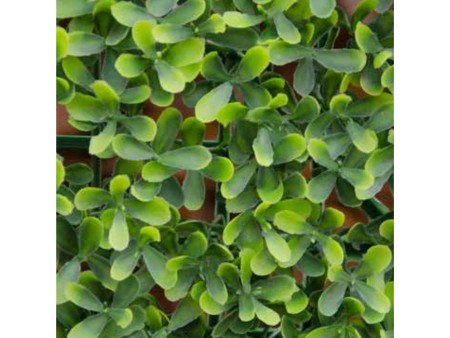 VERDELOOK Sempreverde a Foglia Buxus Multicolore per arredo Giardino 1x1 m