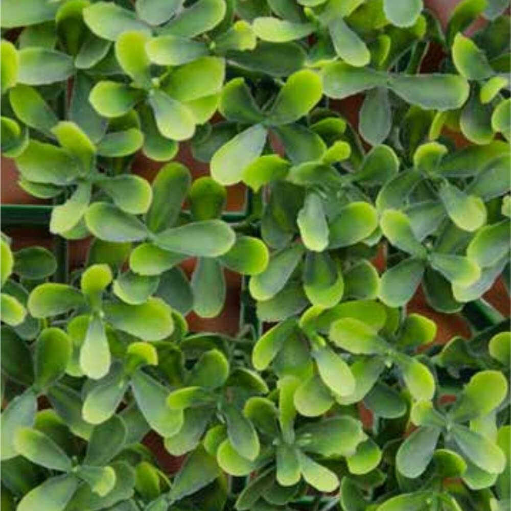 VERDELOOK Sempreverde a Foglia Buxus Multicolore per arredo Giardino 1x1 m