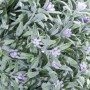 VERDELOOK Sempreverde® Greenball Provence foglia lavanda con fiori, diametro 40 cm, verde